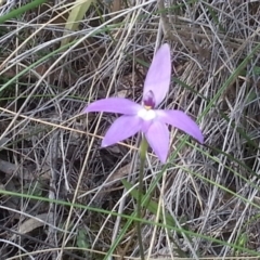 Glossodia major at Canberra Central, ACT - suppressed