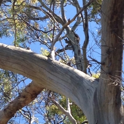 Phascolarctos cinereus (Koala) at Skye, SA - 17 Nov 2015 by Spotto