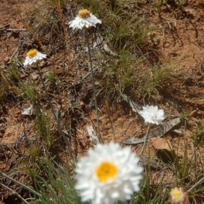 Leucochrysum albicans subsp. tricolor (Hoary Sunray) at Goorooyarroo NR (ACT) - 15 Nov 2015 by MichaelMulvaney