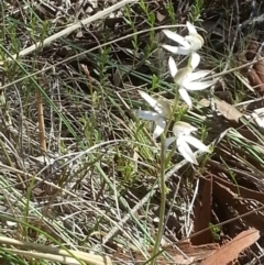 Caladenia moschata (Musky Caps) at Canberra Central, ACT - 18 Oct 2015 by MAX