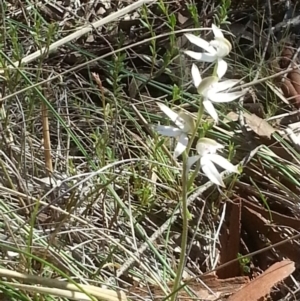 Caladenia moschata at Canberra Central, ACT - 18 Oct 2015