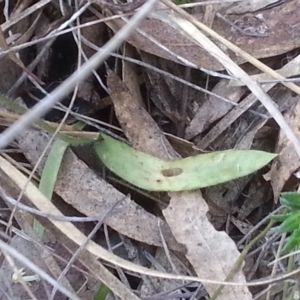 Caladenia moschata at Canberra Central, ACT - 18 Oct 2015