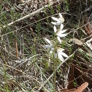 Caladenia moschata at Canberra Central, ACT - 18 Oct 2015