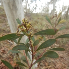 Acacia penninervis var. penninervis (Hickory Wattle) at Black Mountain - 12 Nov 2015 by MichaelMulvaney