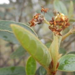 Pomaderris intermedia (Golden Pomaderris) at Canberra Central, ACT - 13 Nov 2015 by MichaelMulvaney