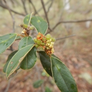 Pomaderris intermedia at Canberra Central, ACT - 13 Nov 2015 02:11 PM