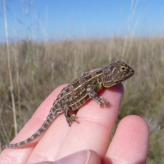 Tympanocryptis lineata (Canberra Grassland Earless Dragon, Lined Earless Dragon) at Pialligo, ACT - 19 Feb 2013 by EmmaCook