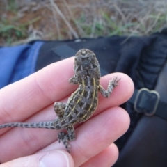 Tympanocryptis lineata at suppressed - suppressed