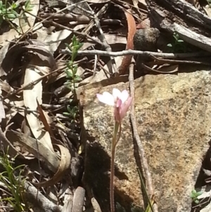 Caladenia carnea at Canberra Central, ACT - 18 Oct 2015