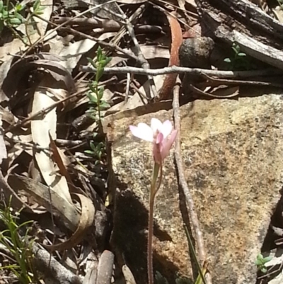 Caladenia carnea (Pink Fingers) at Canberra Central, ACT - 18 Oct 2015 by MAX