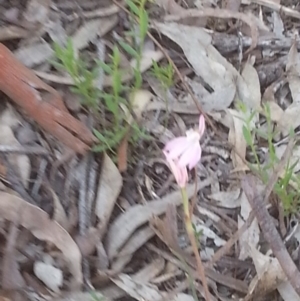 Caladenia carnea at Canberra Central, ACT - 18 Oct 2015