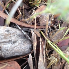 Lampropholis guichenoti (Common Garden Skink) at Goorooyarroo NR (ACT) - 3 Dec 2014 by MichaelMulvaney