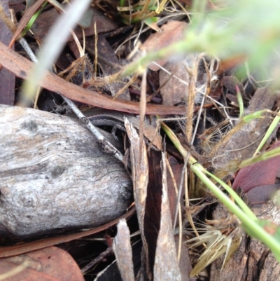 Lampropholis guichenoti (Common Garden Skink) at Gungahlin, ACT - 4 Dec 2014 by MichaelMulvaney
