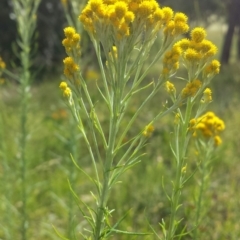 Chrysocephalum semipapposum (Clustered Everlasting) at Belconnen, ACT - 17 Nov 2015 by MattM