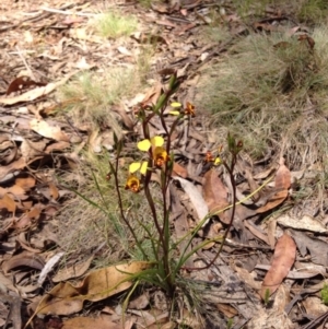 Diuris semilunulata at Cotter River, ACT - 17 Nov 2015