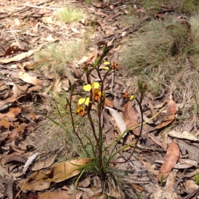 Diuris semilunulata (Late Leopard Orchid) at Namadgi National Park - 17 Nov 2015 by BethanyDunne