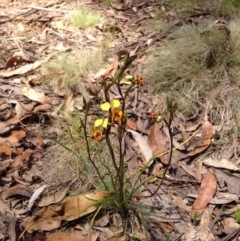 Diuris semilunulata (Late Leopard Orchid) at Cotter River, ACT - 17 Nov 2015 by BethanyDunne