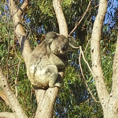 Phascolarctos cinereus (Koala) at Port Macquarie, NSW - 12 Nov 2015 by LDay