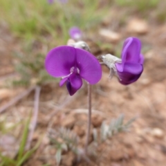 Swainsona sericea (Silky Swainson-Pea) at Wambrook, NSW - 4 Nov 2015 by Mike