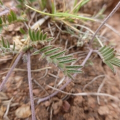 Swainsona sericea at Wambrook, NSW - 4 Nov 2015