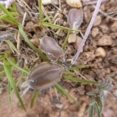 Swainsona sericea at Wambrook, NSW - 4 Nov 2015