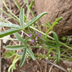 Cullen tenax (Tough Scurf-Pea) at Wambrook, NSW - 6 Nov 2015 by Mike
