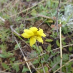 Goodenia pinnatifida (Scrambled Eggs) at Wambrook, NSW - 5 Nov 2015 by Mike