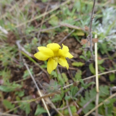 Goodenia pinnatifida (Scrambled Eggs) at Wambrook, NSW - 5 Nov 2015 by Mike