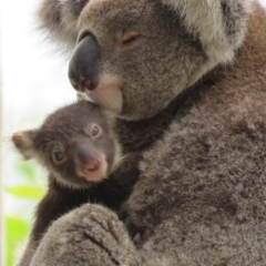 Phascolarctos cinereus (Koala) at East Lismore, NSW - 16 Nov 2015 by VisionWalks