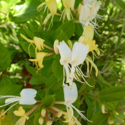 Lonicera japonica (Japanese Honeysuckle) at Bruce, ACT - 9 Nov 2015 by JanetRussell