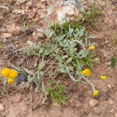 Chrysocephalum apiculatum (Common Everlasting) at Wambrook, NSW - 4 Nov 2015 by Mike