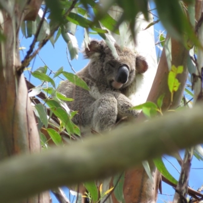 Phascolarctos cinereus (Koala) at East Lismore, NSW - 17 Nov 2015 by VisionWalks