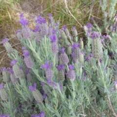 Lavandula stoechas (Spanish Lavender or Topped Lavender) at O'Malley, ACT - 8 Nov 2015 by Mike
