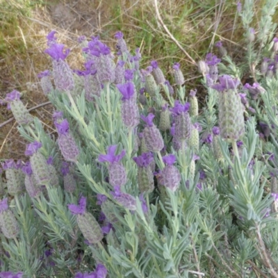 Lavandula stoechas (Spanish Lavender or Topped Lavender) at O'Malley, ACT - 7 Nov 2015 by Mike