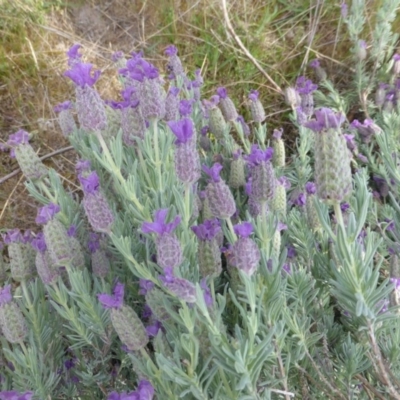 Lavandula stoechas (Spanish Lavender or Topped Lavender) at O'Malley, ACT - 8 Nov 2015 by Mike