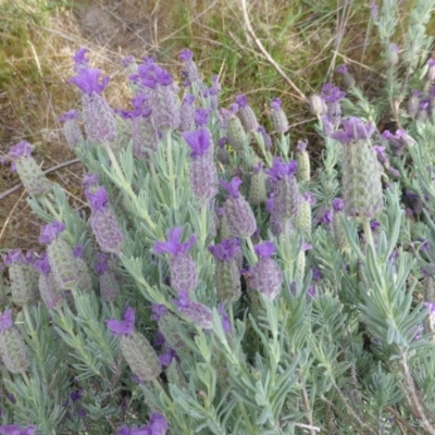 Lavandula stoechas (Spanish Lavender or Topped Lavender) at Scrivener Hill - 7 Nov 2015 by Mike