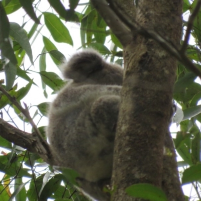 Phascolarctos cinereus (Koala) at East Lismore, NSW - 17 Nov 2015 by VisionWalks