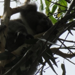 Phascolarctos cinereus (Koala) at East Lismore, NSW - 16 Nov 2015 by VisionWalks