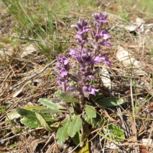 Ajuga australis at Isaacs, ACT - 8 Nov 2015