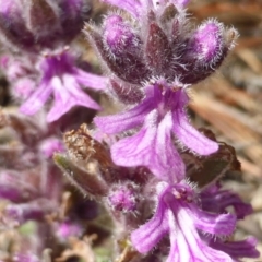 Ajuga australis at Isaacs, ACT - 8 Nov 2015