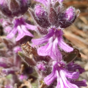 Ajuga australis at Isaacs, ACT - 8 Nov 2015 03:40 PM