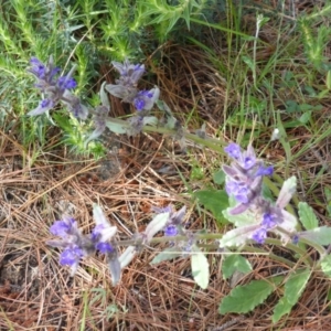 Ajuga australis at Isaacs, ACT - 8 Nov 2015