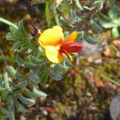 Pultenaea procumbens (Bush Pea) at O'Malley, ACT - 17 Nov 2015 by Mike