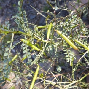 Indigofera adesmiifolia at O'Malley, ACT - 17 Nov 2015 10:03 AM