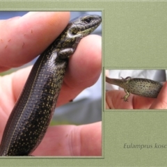 Eulamprus kosciuskoi (Alpine Water Skink) at Namadgi National Park - 31 Jan 2014 by ACTWildlifeAtlas