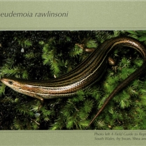 Pseudemoia rawlinsoni at Namadgi National Park - 11 Apr 1992