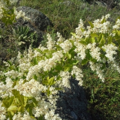 Ligustrum sinense (Narrow-leaf Privet, Chinese Privet) at O'Malley, ACT - 17 Nov 2015 by Mike