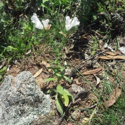 Echium plantagineum (Paterson's Curse) at O'Malley, ACT - 17 Nov 2015 by Mike