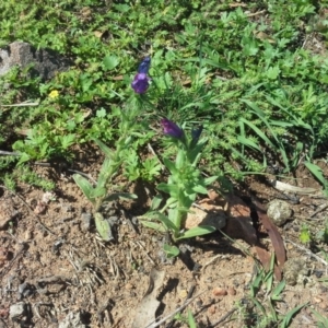 Echium plantagineum at O'Malley, ACT - 17 Nov 2015 10:34 AM