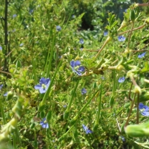 Erodium crinitum at O'Malley, ACT - 17 Nov 2015